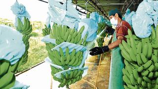 Productores de banano orgánico evalúan migrar a otros cultivos