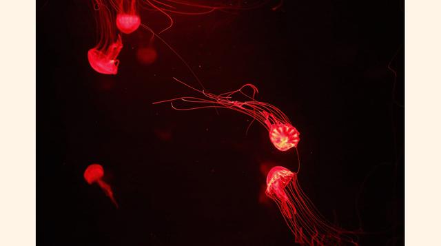 Los cerca de un millón 600,000 litros de agua fueron traídos desde Veracruz a través de pipas y, cada gota de agua se filtra 15 veces al día. (Foto: Reuters)