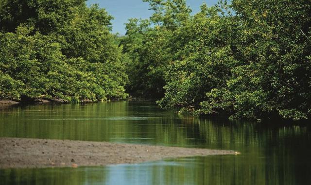 FOTO 6 | MANGLARES EN PELIGRO: Estas condiciones están relacionadas con El Niño y sus lluvias en la costa norte. Si la intensidad de El Niño se incrementa por el calentamiento global, como se estima, la amenaza al ecosistema del manglar será cada vez más 