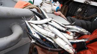 A partir de mañana se concluye la segunda temporada de pesca de anchoveta   