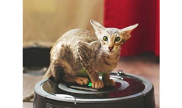 Peterbald. El Peterbald o esfinge de Petersburgo fue seleccionado en Rusia en 1994. Estos gatos elegantes tienen un cuerpo esbelto, una cabeza alargada y unas orejas que apuntan a los lados opuestos. El cuerpo puede ser totalmente pelón o estar cubierto d