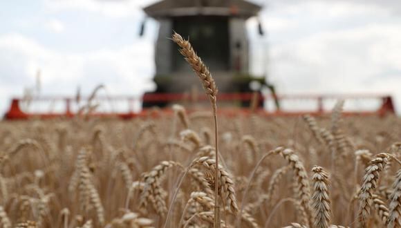 Ucrania y Rusia representan un tercio de las exportaciones mundiales de trigo y cebada. (Foto: Valentyn Ogirenko / Reuters)