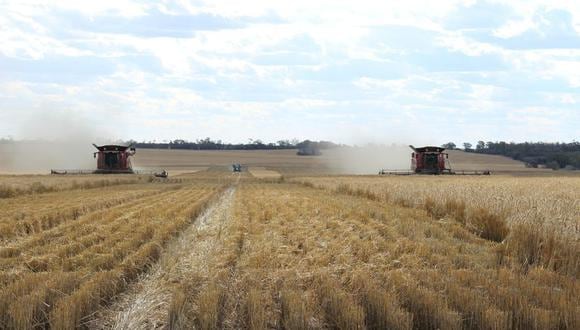 La última pérdida de producción se produjo en Australia, que está en camino de cosechar un récord de 34.4 millones de toneladas de trigo esta temporada, pero se vio afectada por lluvias tardías que minaron los niveles de proteínas. (Foto: REUTERS/Jonathan Barrett)