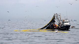 Desembarques de anchoveta superan en 63% al promedio de los últimos tres años