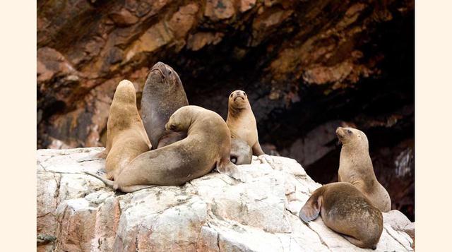 Las islas Ballestas en Paracas.