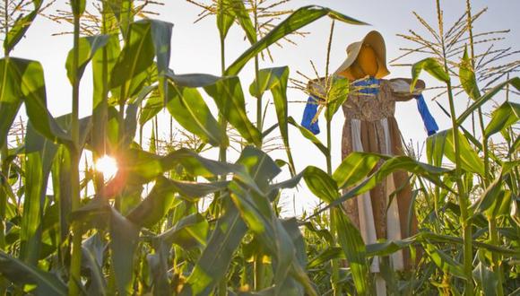 La cosecha de maíz de Ucrania alcanzará 30 millones de toneladas, estimó el CIC, por debajo del cálculo anterior de 33 millones de toneladas. (Getty Images).