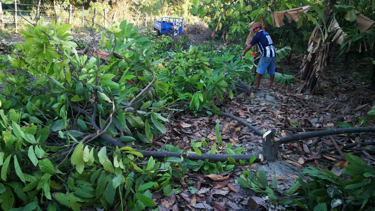 Agricultor erradica cacao en Piura