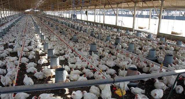 FOTO 2 | 2.  La Asociación Peruana de Avicultura (APA) informó que las principales empresas avícolas del país planean comenzar a exportar pollo a Estados Unidos y Asia. Detallaron que el para ello han puesto en marcha un proyecto piloto de equivalencia sanitaria para llegar al mercado estadounidense en los próximos 3 años. (Foto: Andina)