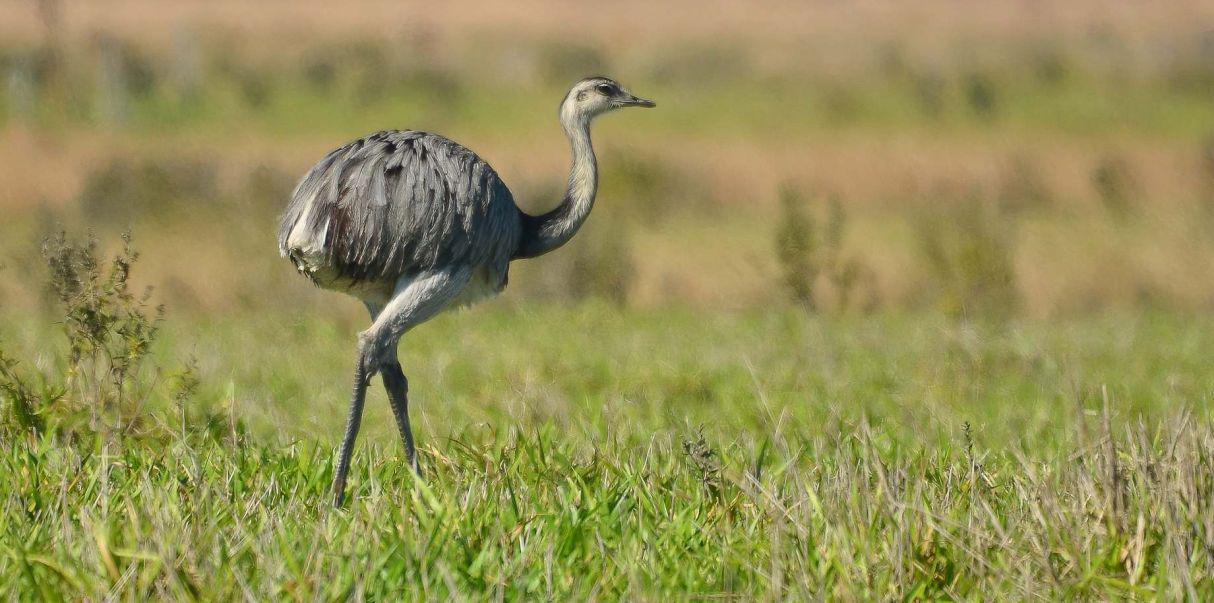 El Suri es el ave del altiplano peruano que protagoniza la nueva moneda de un sol. (Foto: Minam)