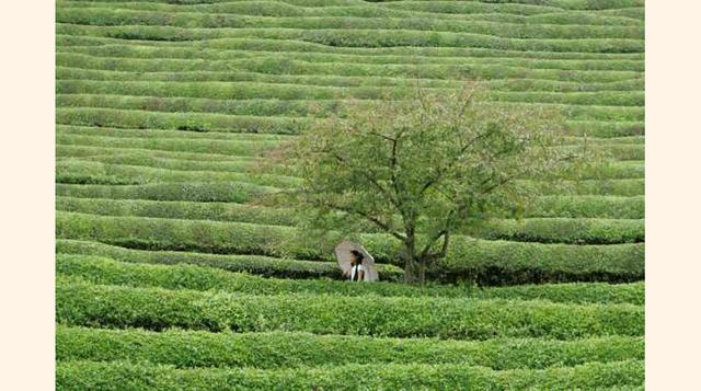 Campos dde Té Verde De Boseong, Corea del Sur. Para todos los aficionados al té verde, los vastos campos de té de Boseong serán un placer inolvidable. Siglos de conocimientos de cultivo del té se convergen aquí y la visión de un sinnúmero de estáreas de o