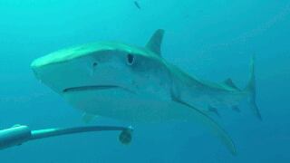 La piel de los tiburones tigre en Galápagos revela su dieta