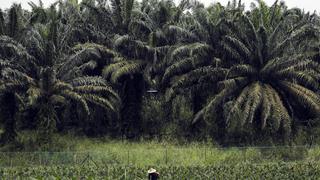 Importadores de aceite de palma no cumplirán objetivos para el 2020