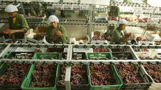 Agroexportadora Greenland venderá uvas a Corea