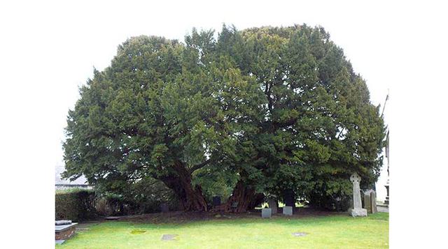 Llangernyw Yew. Al norte de Gales, desde hace 4 000 años, se encuentra este árbol que evoca un sentido de humildad en el momento en que se adentra a sus profundidades. Al encontrarse en el terreno de St. Digan’s Church, el Llangernyw Yew acompaña a la his