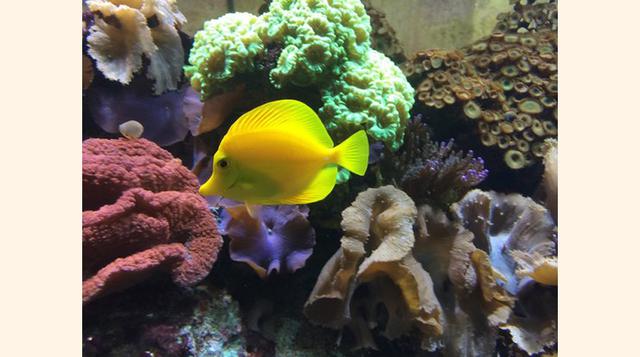 Aquário Vasco da Gama, Lisboa, Portugal. “Los disfrutan tanto niños como mayores”