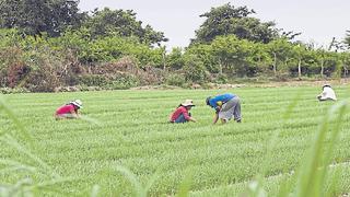 Perú sube a US$ 90 la sobretasa para la importación de arroz y preocupa a Uruguay