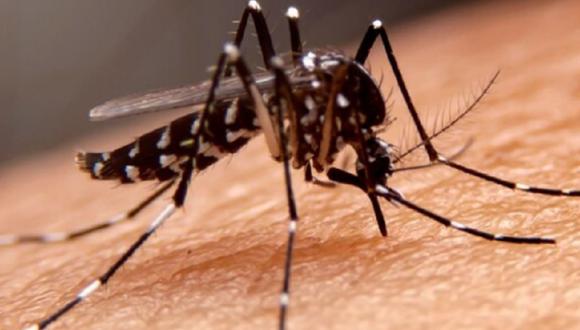 Esta enfermedad se transmite cuando el mosquito se alimenta con sangre de una persona enferma de dengue y luego pica a otras. (Foto: Difusión)