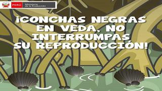 Veda de conchas negras va del 15 de febrero al 31 de marzo, anunció Produce