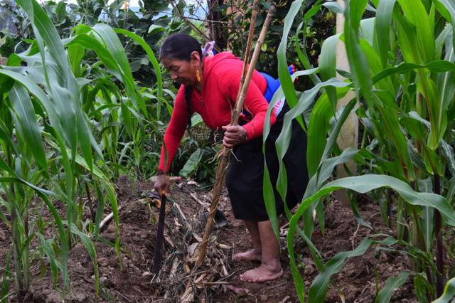 FOTO 3 |Desde el origen de los tiempos han sobrevivido mujer y maíz, ambas semillas de vida que cíclicamente se tejen al ritmo lunar. En el vientre del tiempo la semilla del maíz alimentó el espíritu del pueblo originario; la mano de la mujer transformó la semilla sagrada, gracias a ella el maíz se come, se muele, se bebe, se ríe, se canta, se teje, el maíz se sueña.
