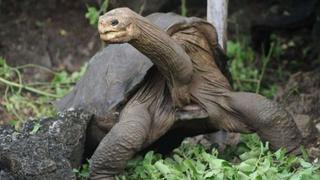 Diego, la tortuga gigante que salvó a su especie de la extinción