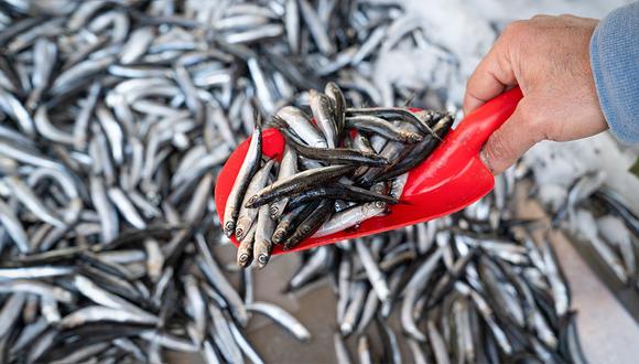 El mayor desembarque de especies de origen marítimo se explica principalmente por la anchoveta para consumo humano indirecto (harina y aceite de pescado).