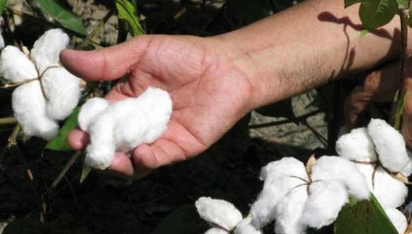 Aproximadamente 2,000 toneladas de algodón se perdieron en Lambayeque por inundaciones.
