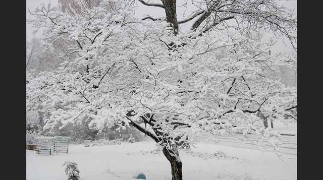 4.  La gran tormenta de 1956  Ocurrida del 1ero. al 8 de febrero de 1956, se registraron desde 14 hasta 43 pulgadas de nieve en estados como Texas y Oklahoma. Cientos de cabezas de ganado murieron y el alimento para el ganado sobreviviente se tuvo que tra