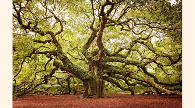 FOTO 11 | Angel Oak en isla de Juan, Carolina del Sur.