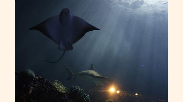 Se puede descargar la app R Infinitum, al pasar un dispositivo móvil por cualquier exhibición se relatarán contenidos curiosos de cada especie. (Foto: Reuters)