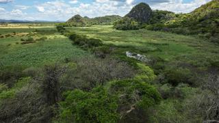 Informe alerta sobre impacto del cortoplacismo económico en la biodiversidad