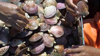 Acuapesca busca crecer en el mercado  asiático con conchas de abanico