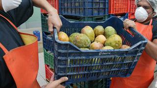 Chile levanta restricciones al mango peruano 