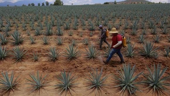 Dos hombres trabajan en un campo de agave, el 10 de julio de 2023, en la localidad de Tequila (México). (Foto: EFE)