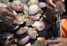 Acuapesca busca crecer en el mercado  asiático con conchas de abanico