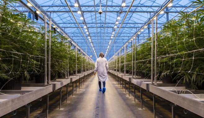 Cinco fondos de BlackRock que están siendo administrados activamente se han convertido en el mayor inversionista institucional de Curaleaf Holdings Inc.