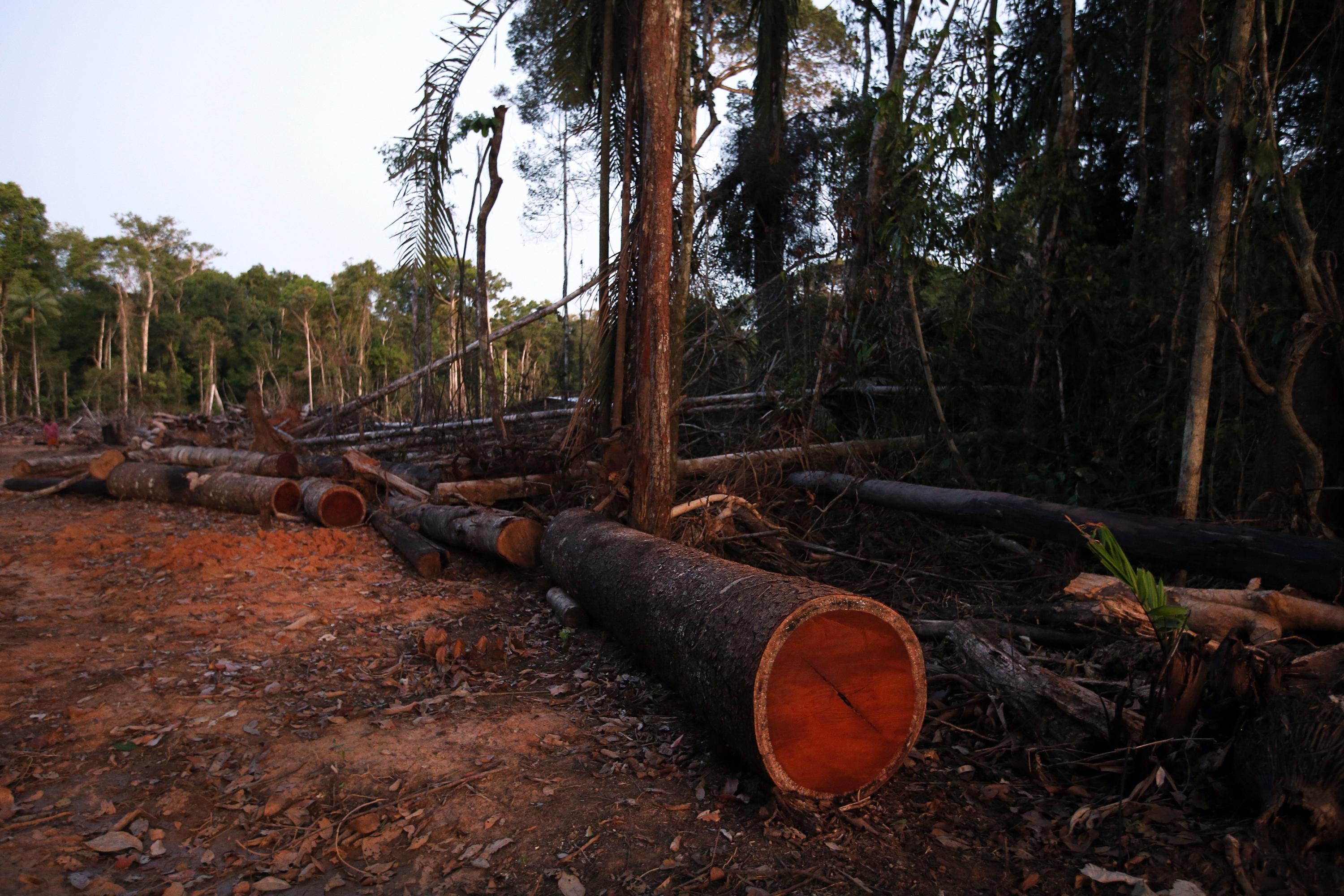 La adscripción del Osinfor al Ministerio del Ambiente busca combatir la tala ilegal, sostuvo el ministro Raúl Pérez-Reyes. (Foto: GEC)