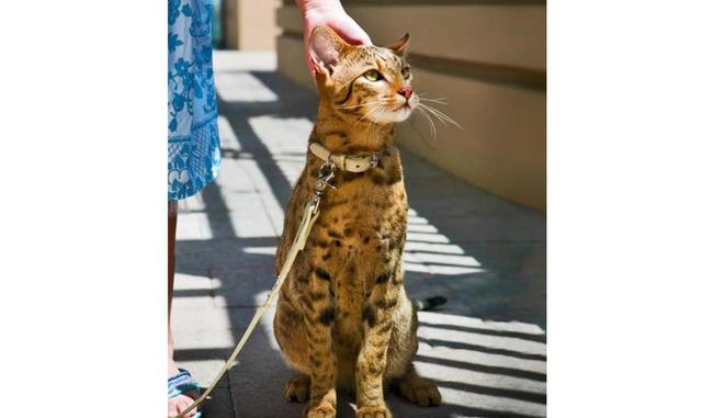 Ashera es el gato más exotico del mundo. Es el resultado del cruce entre un gato doméstico y un gato leopardo asiático. Según afirman los creadores de la raza, este gato no provoca alergias pero aún hay debate al respecto. Puedes convertirte en un dueño f