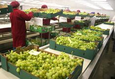 Perú ocupa el tercer lugar en productividad de uva en el mundo