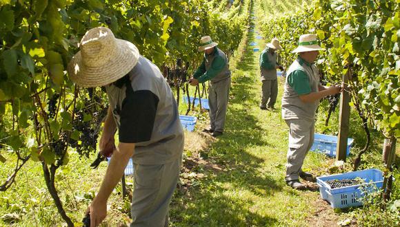 En un intento por mitigar el daño potencial, el Gobierno brasileño se comprometió a crear un fondo para ayudar a modernizar la industria vitivinícola local.