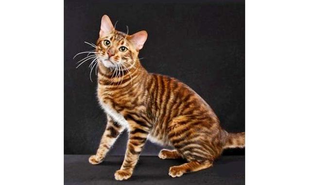 Toyger. El pelaje de estos gatos grandes se parece al pelaje del tigre, y eso explica el nombre de la raza. La creadora de la raza afirma que los toygers fueron creados para inspirar a la gente a cuidar a los tigres en su hábitat salvaje. Si quieres inspi