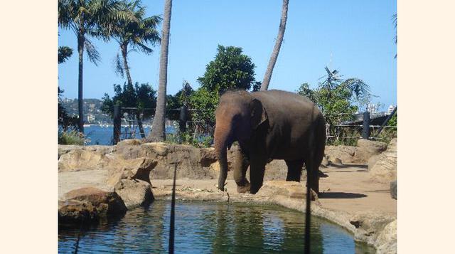 Taronga Zoo,  Mosman, Australia. “Una reserva que protege a los animales”