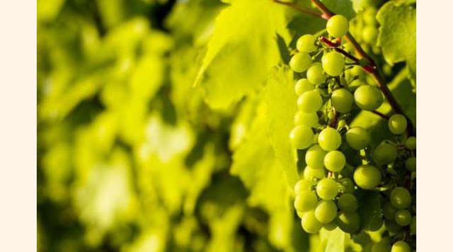 TOKAJ-HEGYALJA, HUNGRÍA. Situado en el norte de Hungría, Tokaj es un lugar muy frecuentado por los turistas por sus paisajes naturales con viñedos donde se producen los vinos Tokaji.