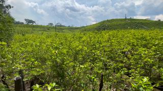 Perú tiene meta de erradicar 20,000 hectáreas de coca ilegal en 2023