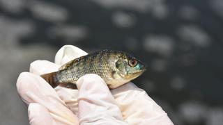 Sanipes confirmó presencia del virus de la tilapia lacustre en San Martín