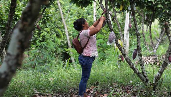 Los agricultores de cacao ven un futuro más próspero y sostenible. Foto: EFE