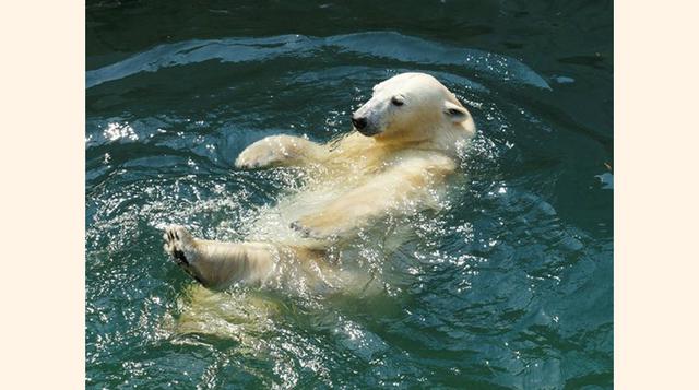 Novosibirsk Zoo, Novosibirsk, Rusia. “No dejes de ir!!!!!”