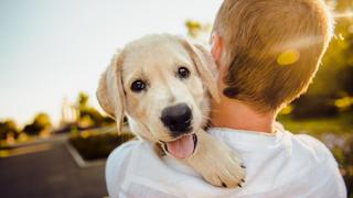 Estudio en Japón: tener perro o gato se asocia con menos alergias alimenticias en niños