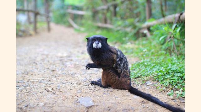 Amaru Zoologica, Cuenca, Ecuador. “Hermoso un zoológico salvaje!”